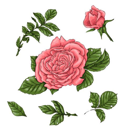 Set Coral Roses Hand Drawing Vector Illustration 490x490 Set Coral Roses Hand Drawing Vector Illustration