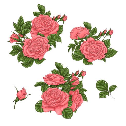 Set Of Coral Roses Hand Drawing Vector Illustration 490x490 Set Of Coral Roses Hand Drawing Vector Illustration