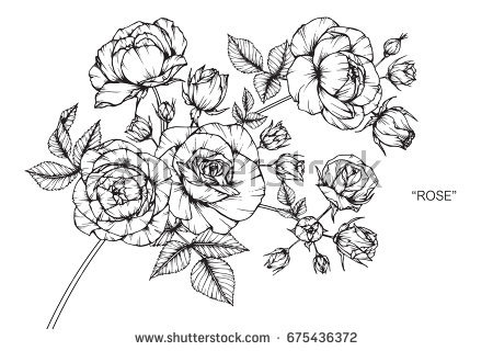Carnation Flowers Stock Vector Rose Flowers Drawing And Sketch 450x320 Carnation Flowers Stock Vector Rose Flowers Drawing And Sketch