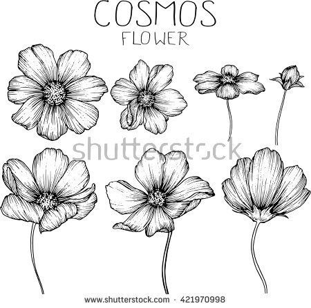Cosmos Flowers Flowers Drawings Vector 450x446 Cosmos Flowers Flowers Drawings Vector
