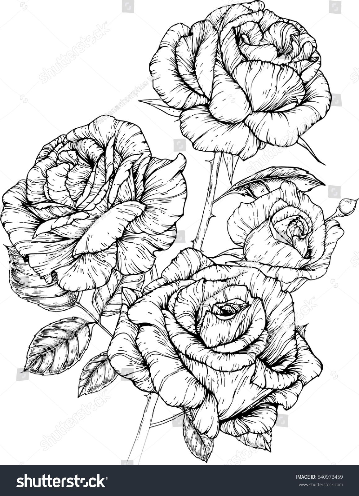 Rose Flowers Drawing Vector Illustration And Line Art Rose 1158x1600 Rose Flowers Drawing Vector Illustration And Line Art Rose
