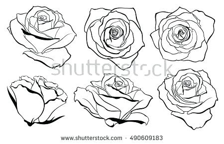 Roses Line Drawing 450x290 Roses Line Drawing