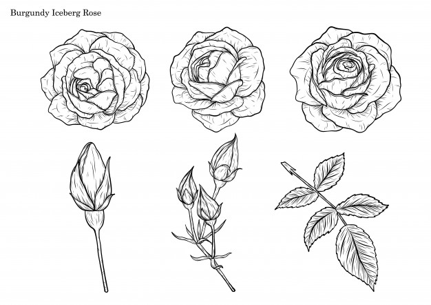 Burgundy Iceberg Rose Vector 626x442 Burgundy Iceberg Rose Vector