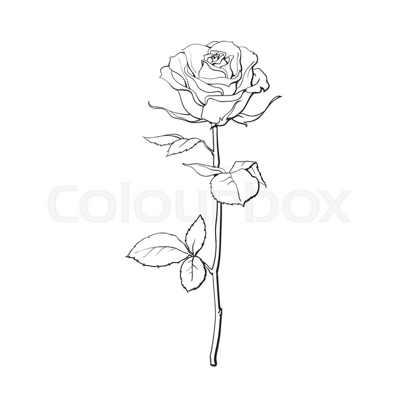 Deep Contour Rose Flower With Green Stock Vector Colourbox 800x800 Deep Contour Rose Flower With Green Stock Vector Colourbox