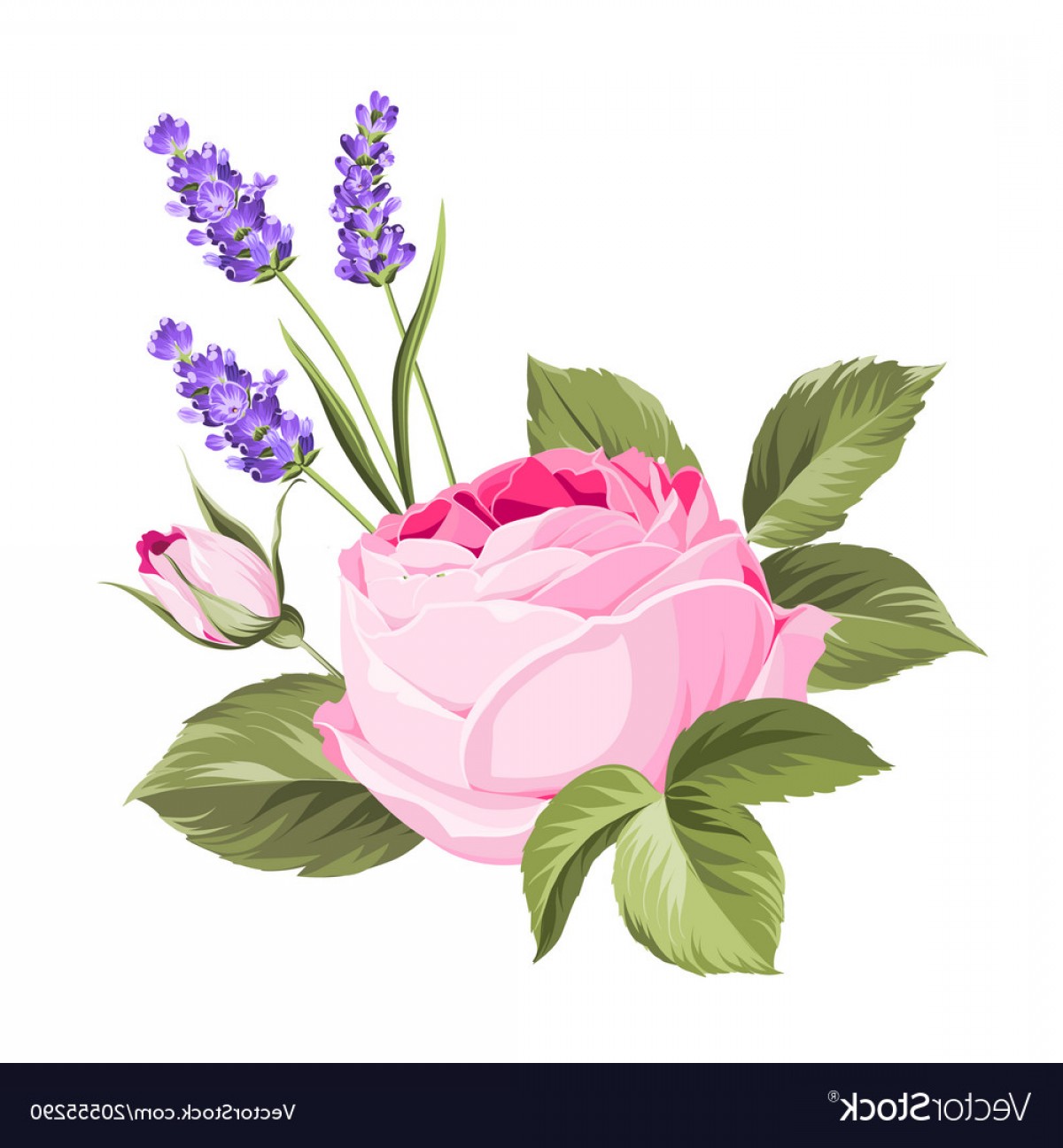 1200x1296 Label With Rose Flowers Vector Handandbeak