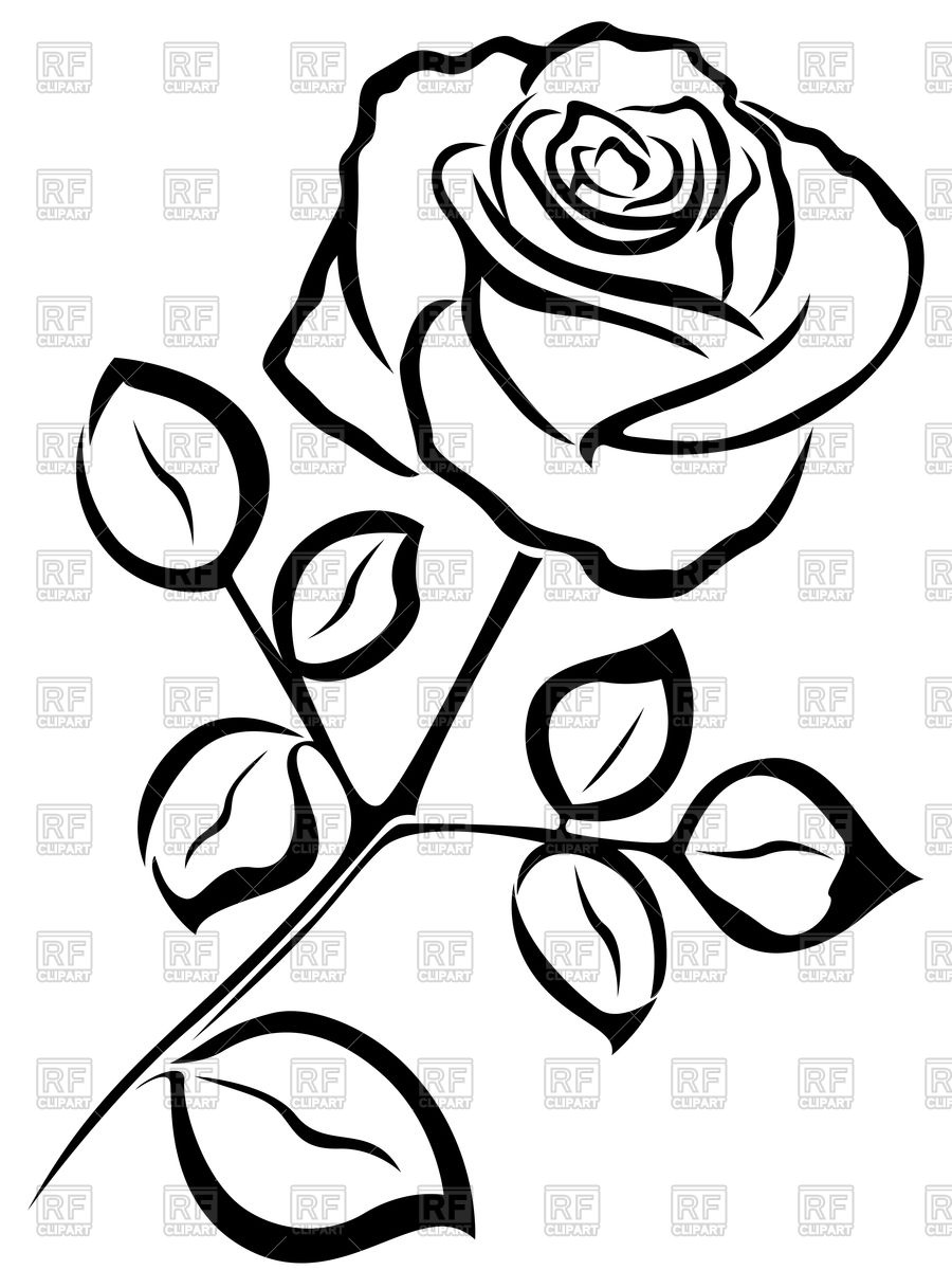 900x1200 Outline Of Rose