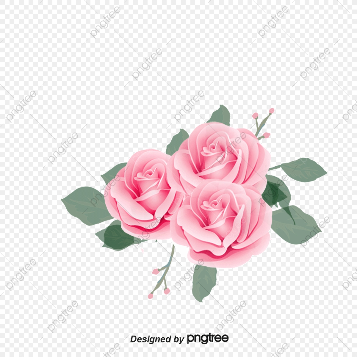 1200x1200 Pink Rose Flower, Rose Vector, Flower Vector, Pink Png And Vector