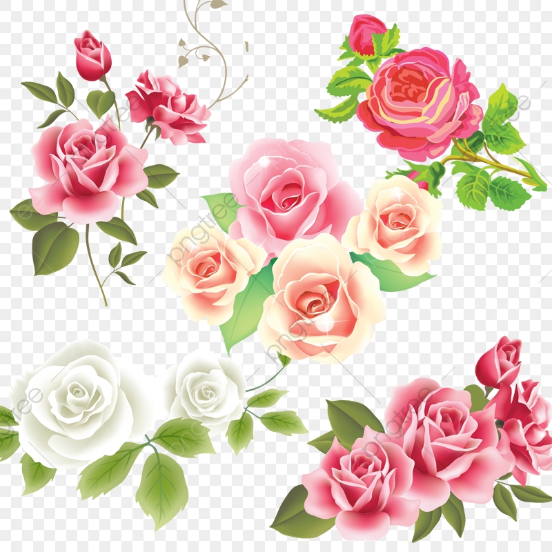 800x800 Pink White Rose Flower Vector, Pink Rose, Flower, Wedding Pattern