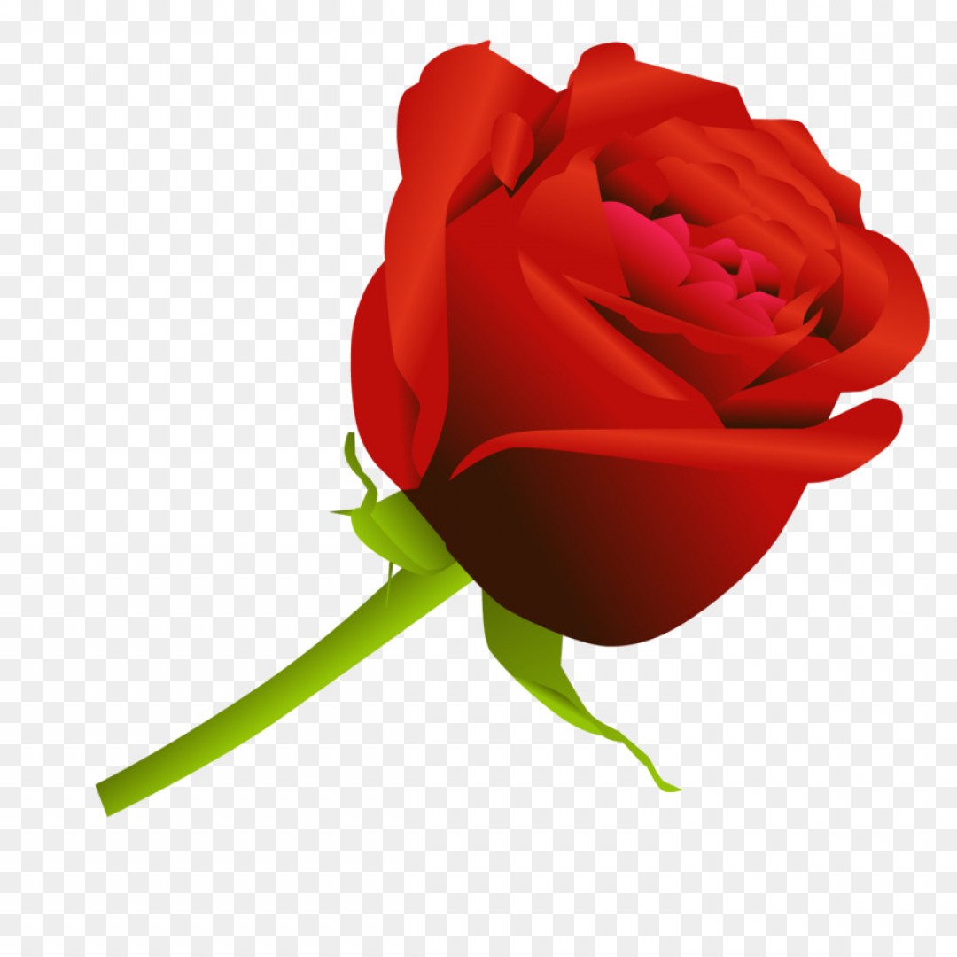 Rose Flower Vector at Vectorified.com | Collection of Rose ...