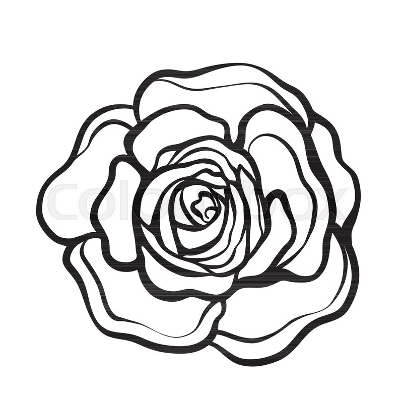 800x800 Rose Flower Isolated Outline Hand Stock Vector Colourbox