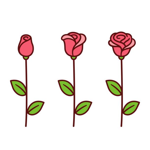 612x612 Cartoon Style Red Rose Icon Set Three Stages Of Blooming, Bud