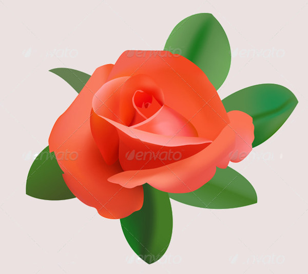 Rose Illustration Vector