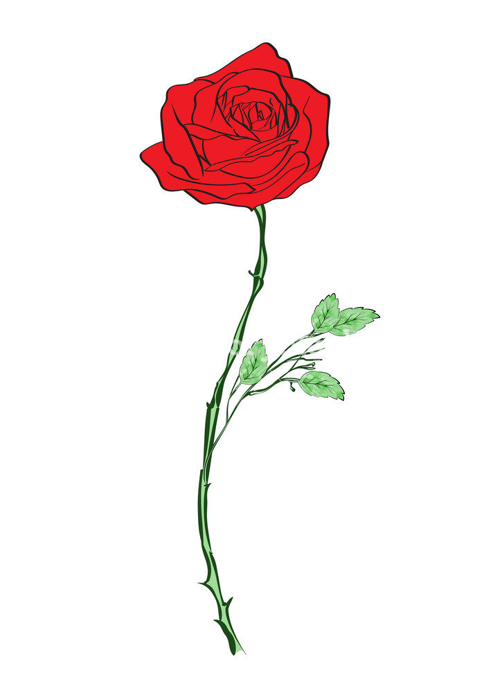 712x1000 Deep Red, Ruby Rose Flower With Green Leaves, Sketch Style Vector