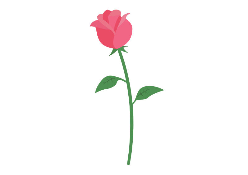800x566 Flat Rose Vector Illustration