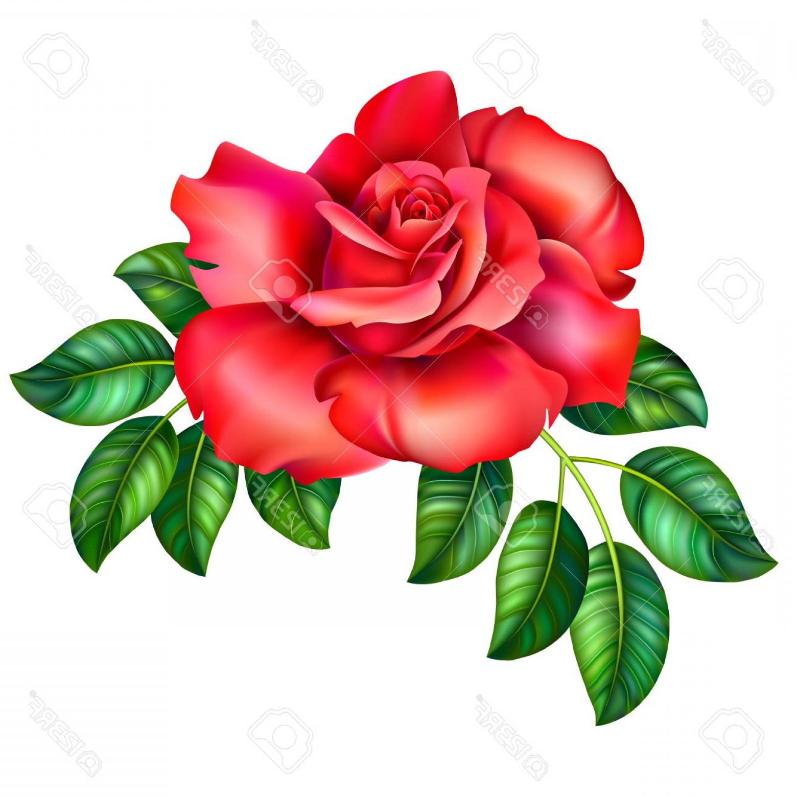 1560x1560 Photostock Vector D Illustration Of Red Rose Flower On White