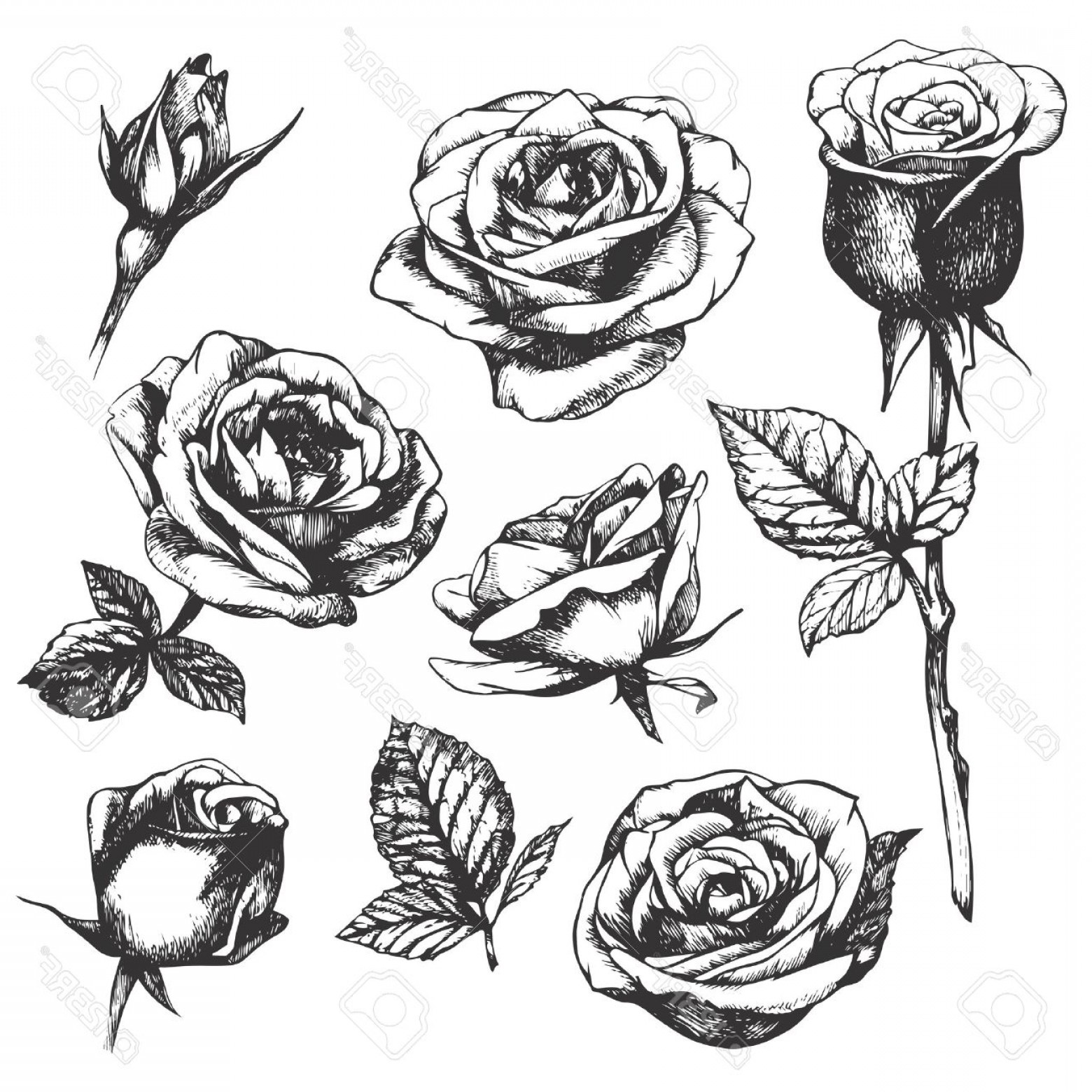 1560x1560 Photostock Vector Set Of Highly Detailed Hand Drawn Roses Vector
