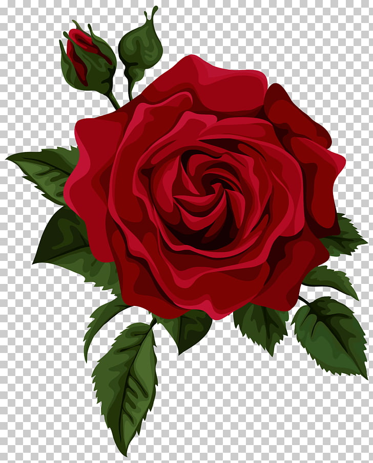 728x905 Rose Flower Red Euclidean Red Rose With Bud Transparent Red