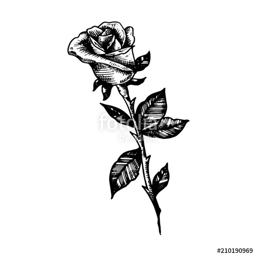 500x500 Rose Illustration Stock Image And Royalty Free Vector
