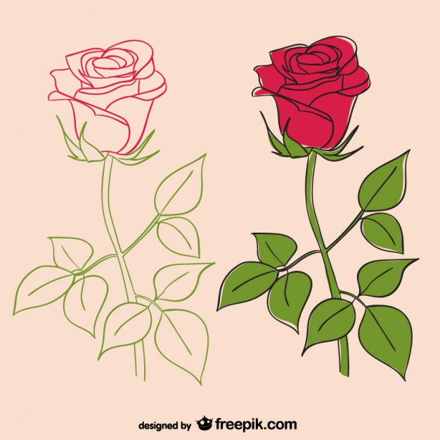 626x626 Roses Illustrations Vector Free Download