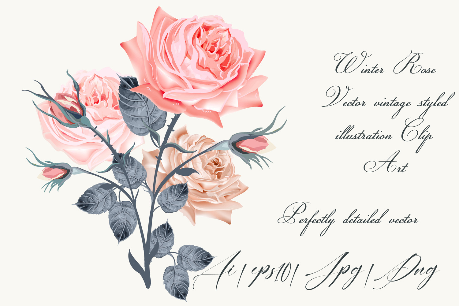 1500x1000 Vintage Rose, High Detailed Vector Rose Illustration