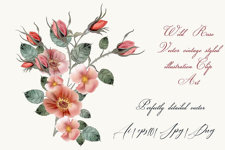 750x500 Vintage Wild Rose, High Detailed Vector Rose Illustration