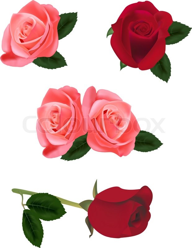 619x800 Beautiful Pink And Red Roses Isolated Stock Vector Colourbox