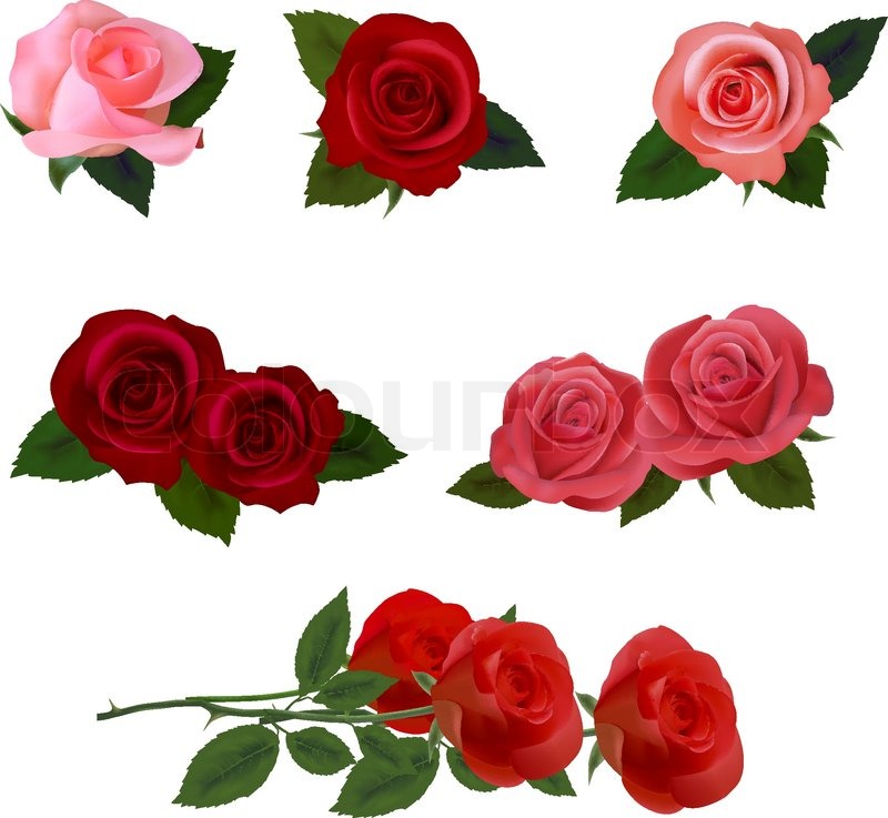 800x737 Big Set Of A Beautiful Colored Roses Stock Vector Colourbox