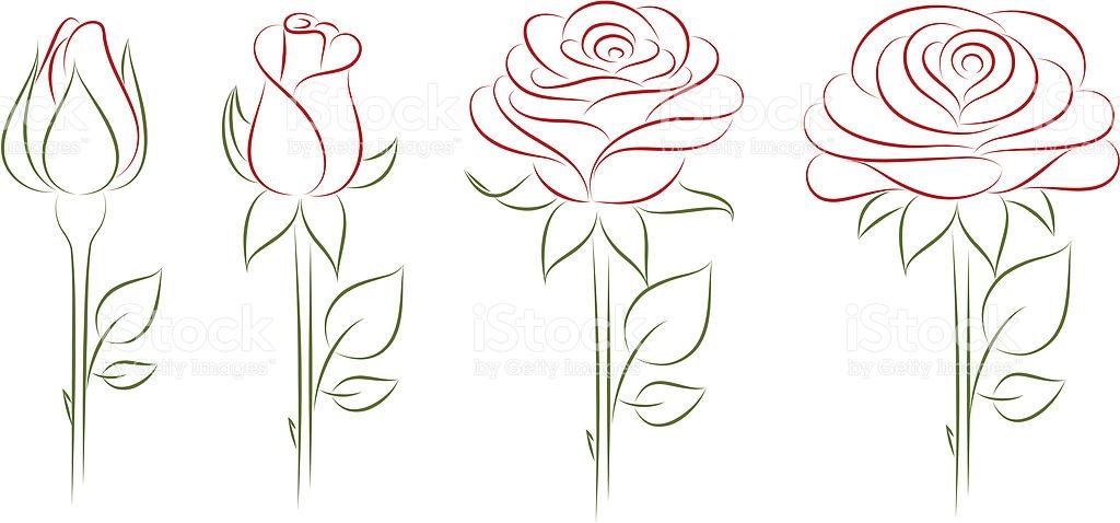 1024x478 Blooming Rose Vector Illustration Paintings In Rose