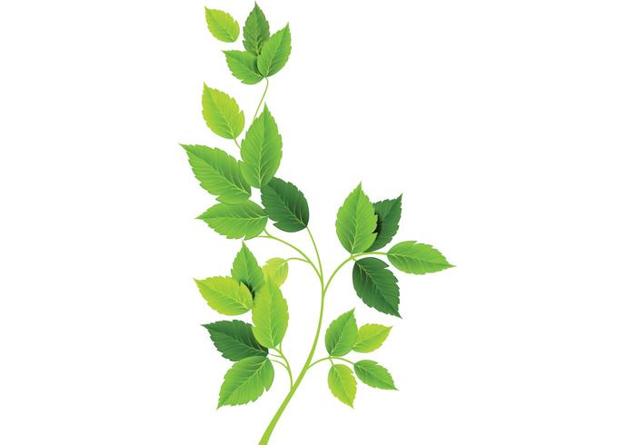 Green Leaves Vectors 700x490 Green Leaves Vectors