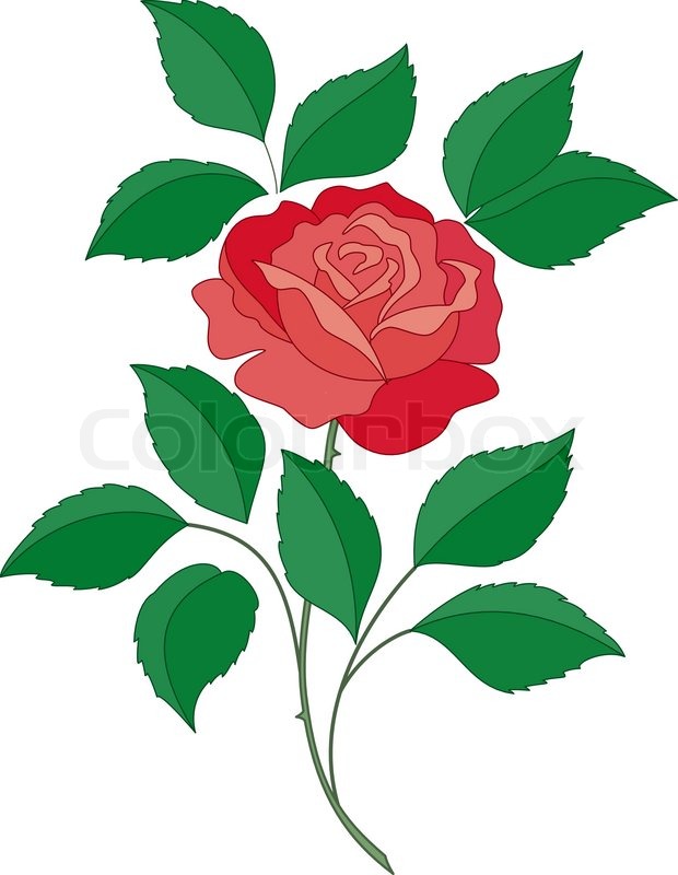 Isolated Flower Of A Rose With Green Stock Vector Colourbox 620x800 Isolated Flower Of A Rose With Green Stock Vector Colourbox
