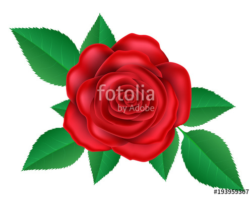Realistic Red Rose Flower With Green Leaf Vector Illustration 500x390 Realistic Red Rose Flower With Green Leaf Vector Illustration
