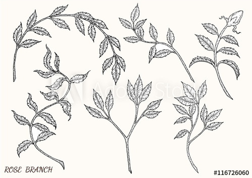 Rose Branch Vector 500x354 Rose Branch Vector