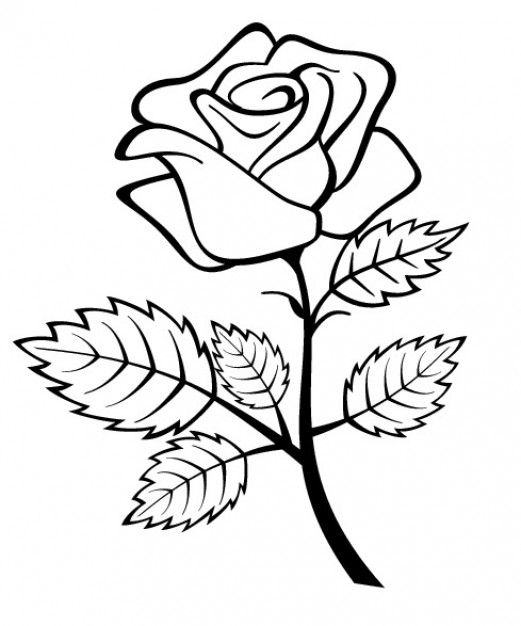 Rose Flower With Branch And Leaves Vector Free Download 521x626 Rose Flower With Branch And Leaves Vector Free Download