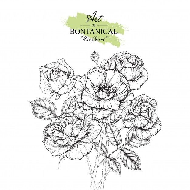 Rose Leaf And Flower Drawings Vector Premium Download 626x626 Rose Leaf And Flower Drawings Vector Premium Download