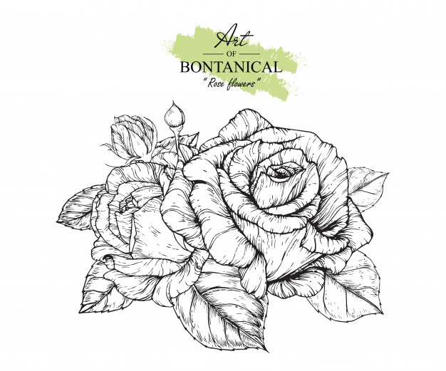 Rose Leaf And Flower Drawings Vector Premium Download 626x521 Rose Leaf And Flower Drawings Vector Premium Download