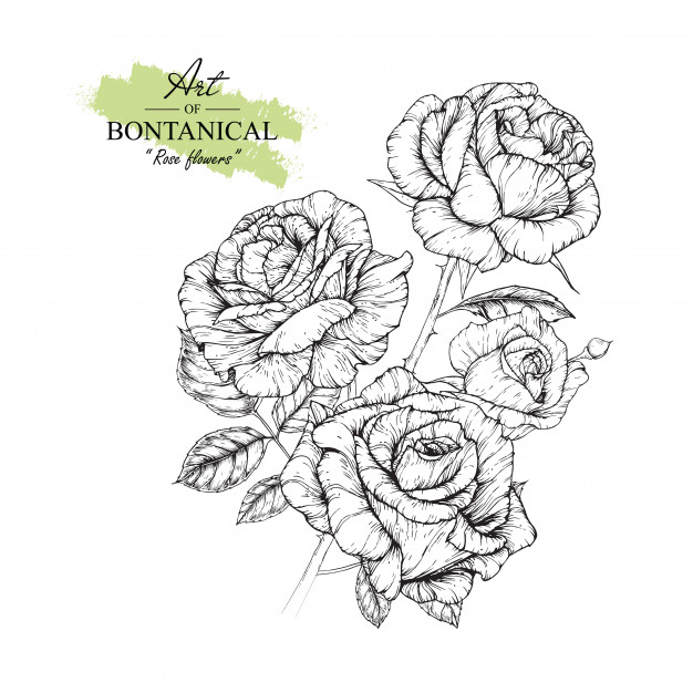Rose Leaf And Flower Drawings Vintage Hand Drawn Botanical 626x626 Rose Leaf And Flower Drawings Vintage Hand Drawn Botanical
