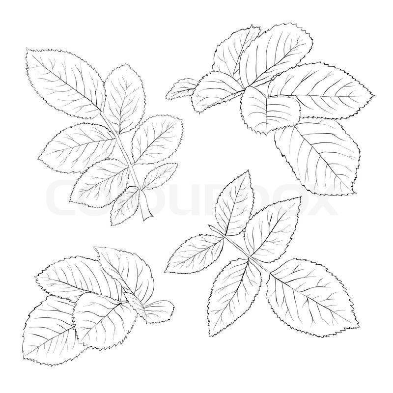 Stock Vector Of 'set Of Beautiful Black And White Rose Leaves 800x800 Stock Vector Of 'set Of Beautiful Black And White Rose Leaves