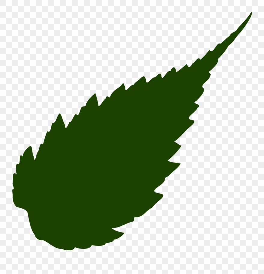 Unique Transparent Leaf Png Vector Free Free Vector Art 880x914 Unique Transparent Leaf Png Vector Free Free Vector Art