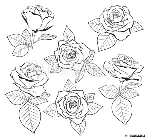 Vector Set Of Detailed, Isolated Outline Rose Bud Sketches 500x473 Vector Set Of Detailed, Isolated Outline Rose Bud Sketches
