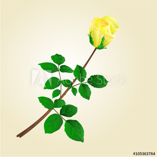 Yellow Rose Bud With Leaves Vector Illustration 500x500 Yellow Rose Bud With Leaves Vector Illustration