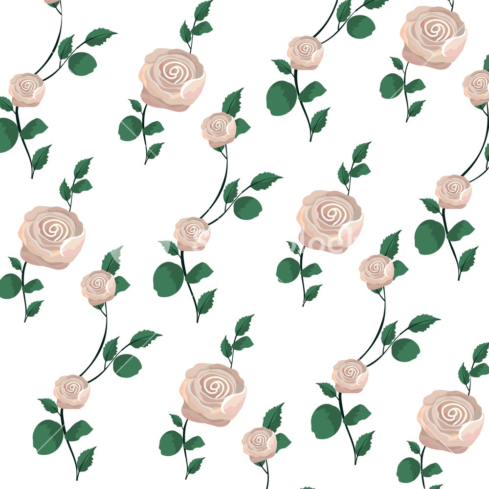 Beauty Exotic Roses Plants With Leaves Vector Illustration Royalty 1000x1000 Beauty Exotic Roses Plants With Leaves Vector Illustration Royalty