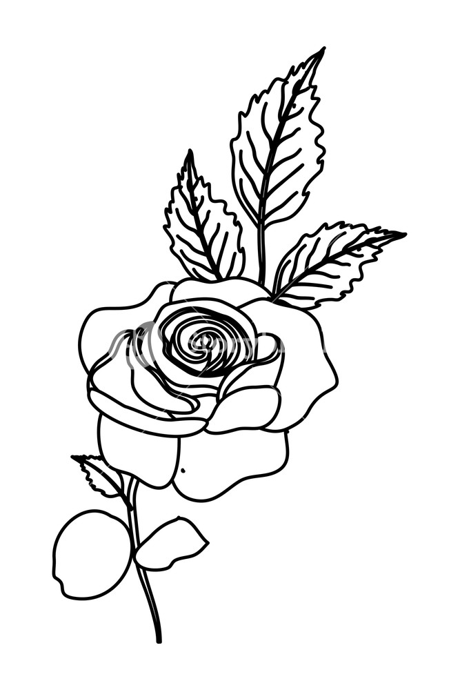 Outline Nature Rose Plant With Branch Leaves Vector Illustration 667x1000 Outline Nature Rose Plant With Branch Leaves Vector Illustration