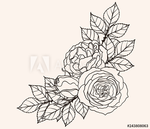 Rose Ornament Vector 500x431 Rose Ornament Vector