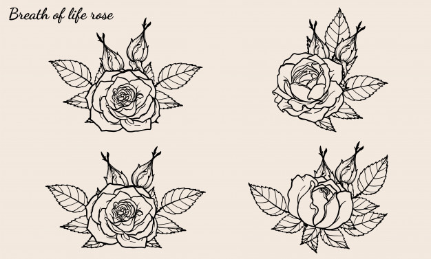 Rose Ornament Vector Set 626x377 Rose Ornament Vector Set