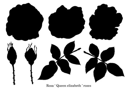 Rose Ornament Vector Set 450x318 Rose Ornament Vector Set
