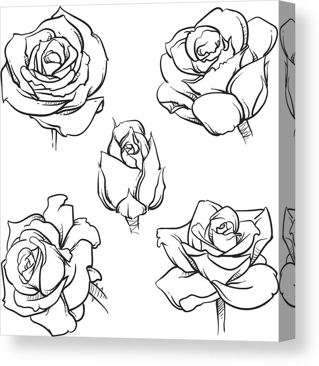 655x750 Rose Flowers Outline Vector Set Hand Drawn Flower Isolated Vector