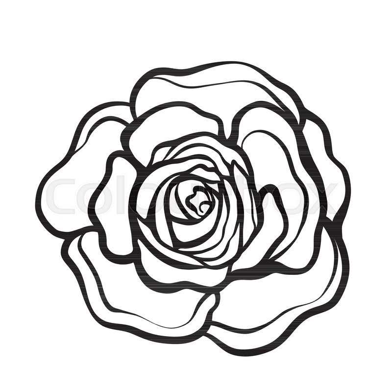 roses outline