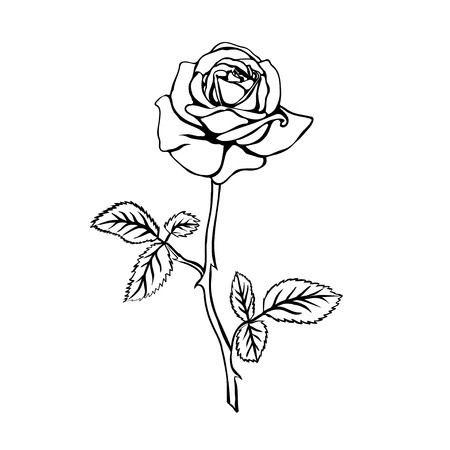 450x450 Rose Sketch Black Outline On White Background Vector