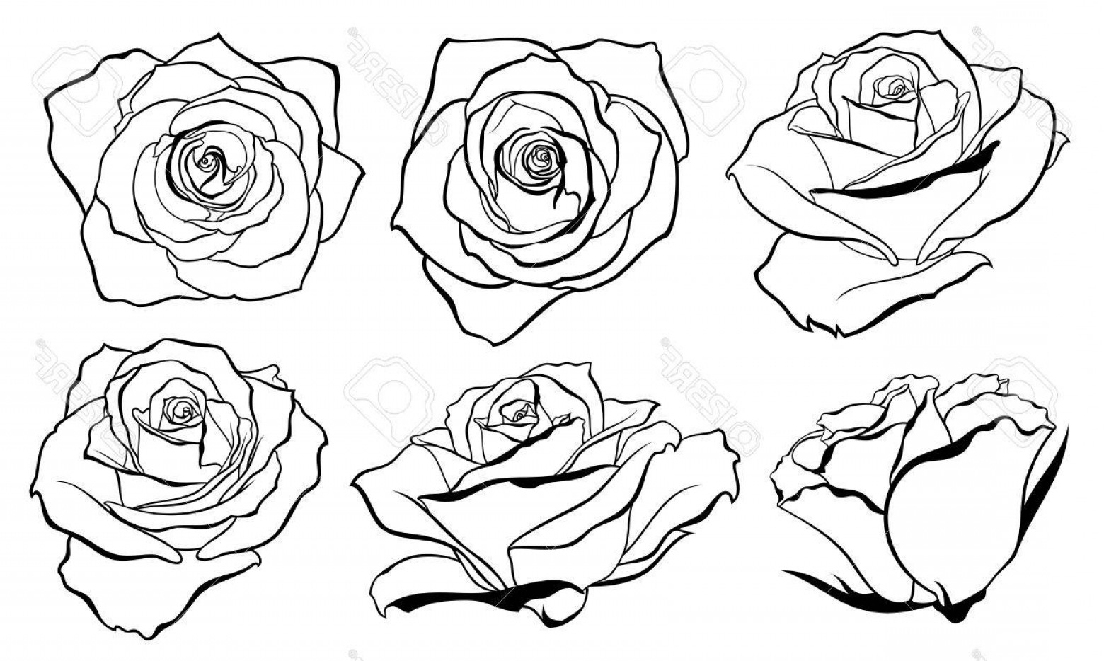 1560x934 Stemmed Rose Outline Vector Hoodamath