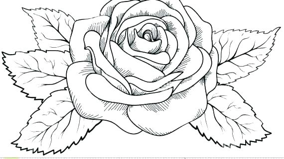 570x320 Flower Outline Drawing